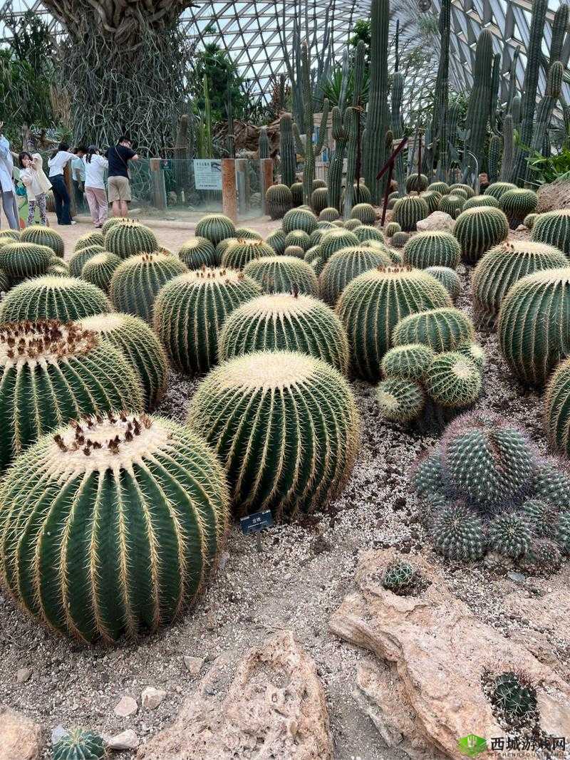 巨大的仙人球后面的奇幻世界
